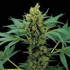 Regular Moby Hash type hemp seeds from DinaFem Seeds.