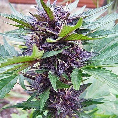 Automatic Narco Purps Hemp Seeds from Cream of the Crop Seeds.