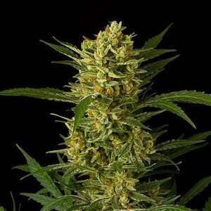 Original Amnesia Automatic Hemp Seeds from DinaFem Seeds