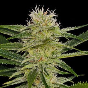 Original Amnesia type Regular Hemp seeds from DinaFem Seeds.