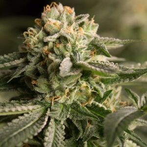 Feminized Remo Chemo type Hemp Seeds from DinaFem Seeds