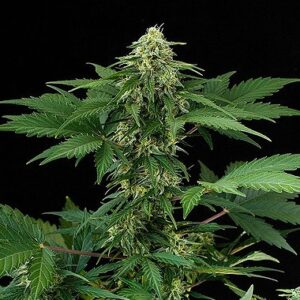 RoadRunner type Regular Hemp Seeds from DinaFem Seeds.
