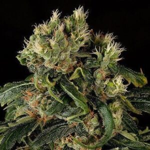 Feminized Santa Sativa type Hemp Seeds from DinaFem Seeds
