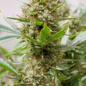 Feminized Strawberry Amnesia type Hemp Seeds from DinaFem Seeds.