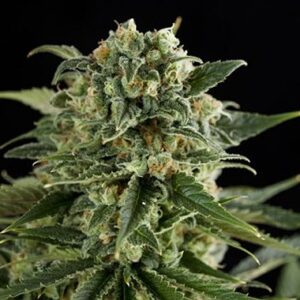 Regular Super Critical Haze type Hemp Seeds from DinaFem Seeds.