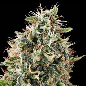 Feminized White Siberian type Hemp Seeds from DinaFem Seeds