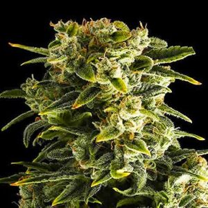 Haze Matic type Automatic Hemp Seeds from DinaFem Seeds.